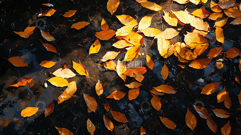 高清大图下载【趣麦麦图】落叶地面高清图片