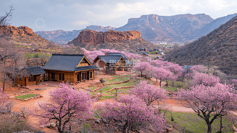 高清大图下载【趣麦麦图】山谷中木屋与粉色花树