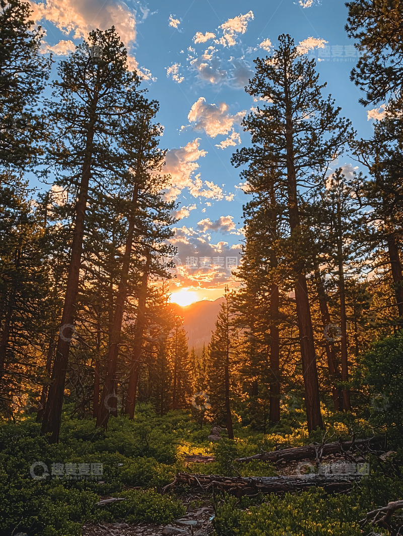 高清大图下载【趣麦麦图】夕阳西下森林美景