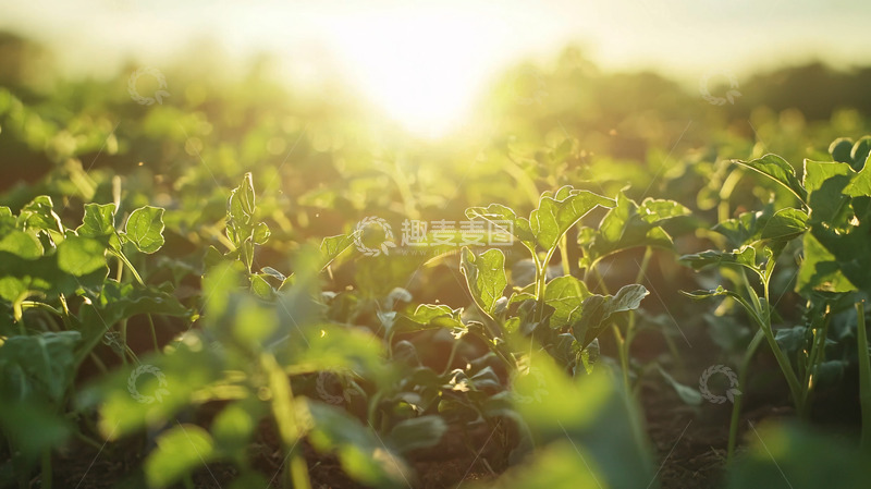 高清大图下载【趣麦麦图】夕阳西下田园风光