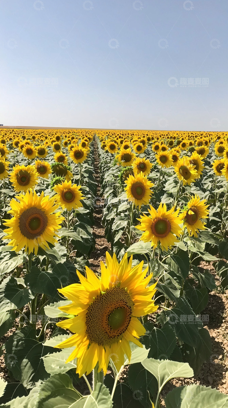 高清大图下载【趣麦麦图】向日葵花田