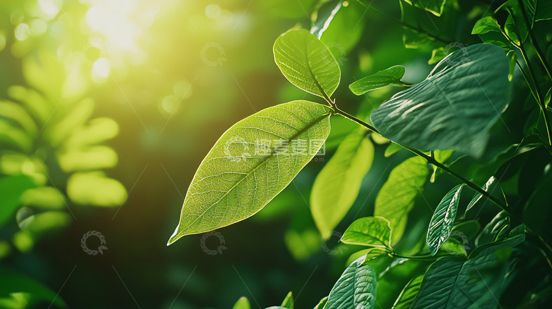 高清大图下载【趣麦麦图】阳光透过绿叶