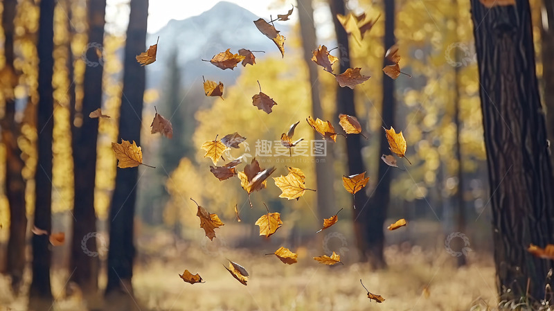高清大图下载【趣麦麦图】秋叶飘落森林背景