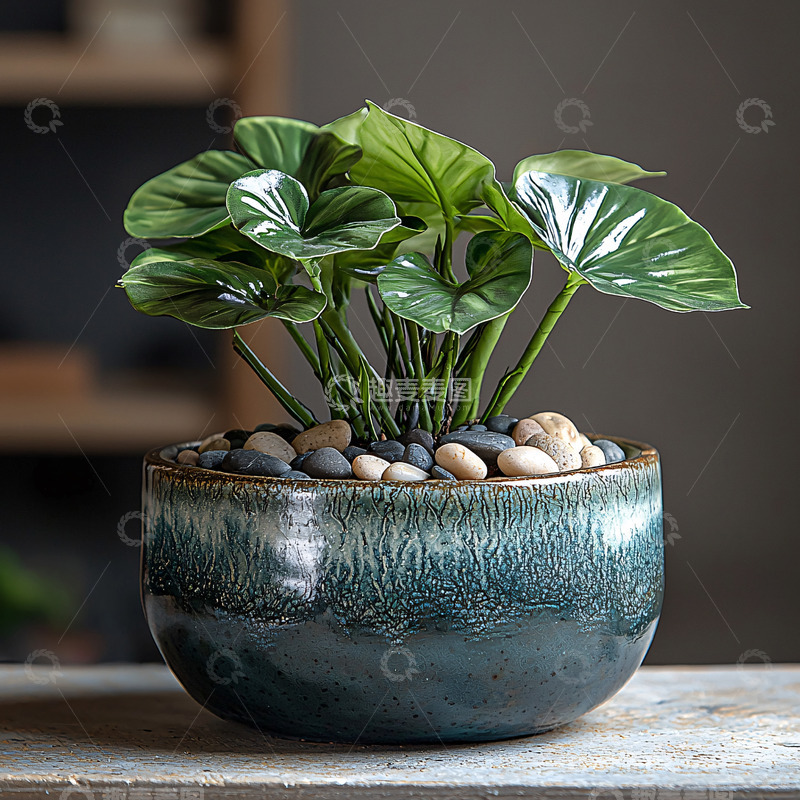 高清大图下载【趣麦麦图】室内盆栽植物特写