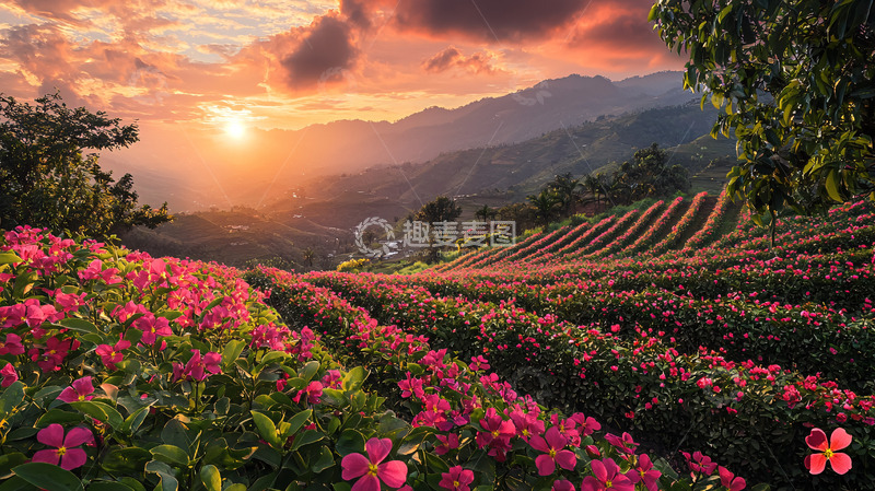 高清大图下载【趣麦麦图】日落山峦花田美景