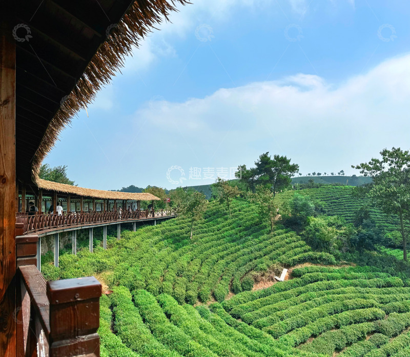 高清大图下载【趣麦麦图】茶山 绿色田园 茶村