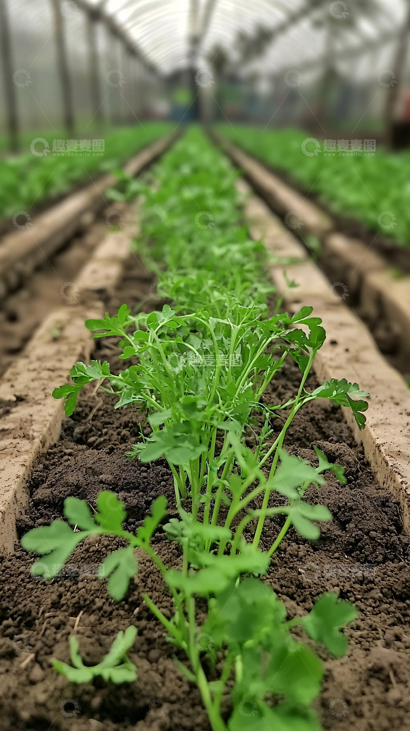 高清大图下载【趣麦麦图】温室大棚蔬菜种植