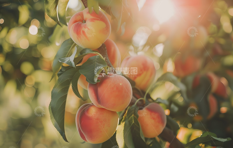 高清大图下载【趣麦麦图】书上的水蜜桃