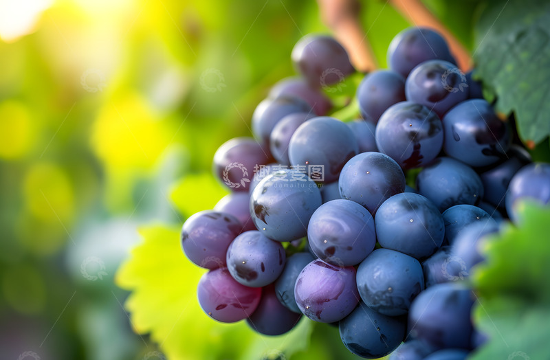 高清大图下载【趣麦麦图】巨峰提子葡萄摄影