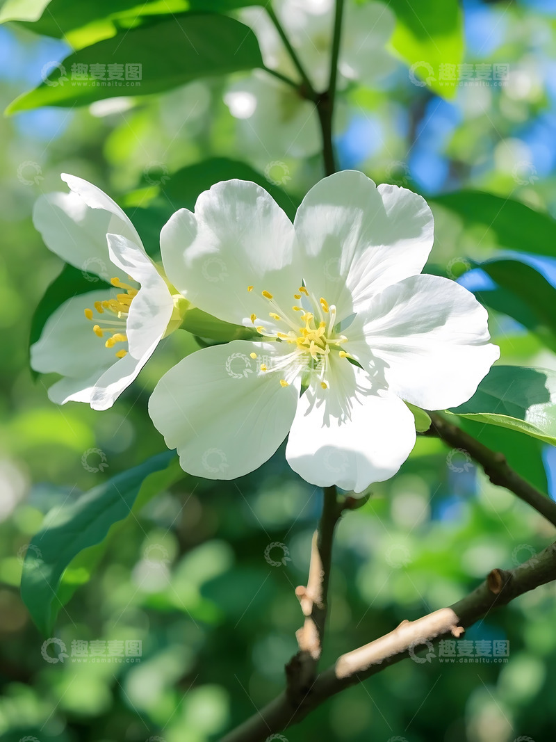 高清大图下载【趣麦麦图】春天盛开的梨花特写