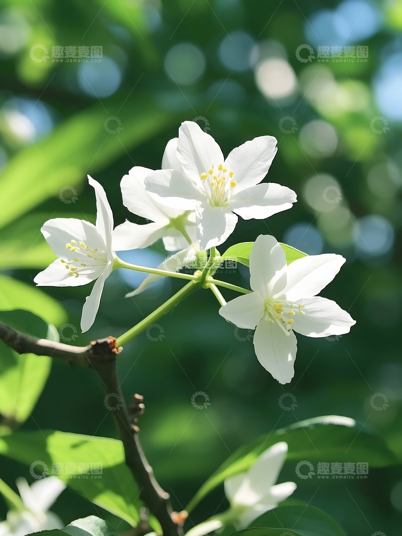 高清大图下载【趣麦麦图】春天盛开的梨花特写1