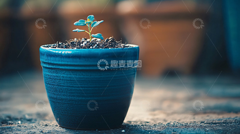 高清大图下载【趣麦麦图】蓝色花盆里的小苗