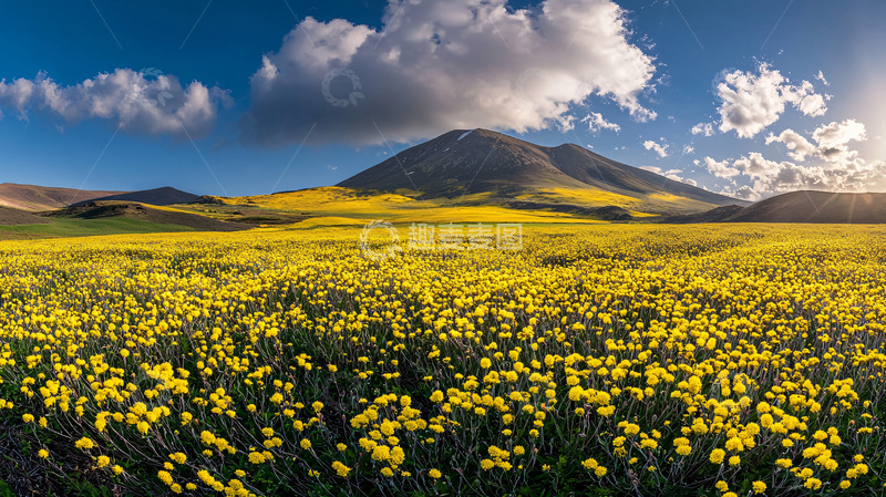 高清大图下载【趣麦麦图】金黄花海与山峰蓝天