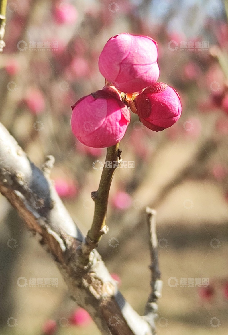 高清大图下载【趣麦麦图】春天的梅花6