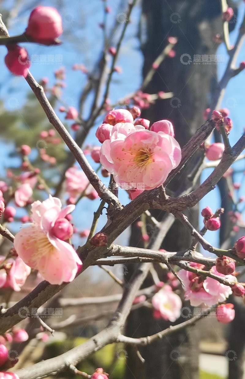 高清大图下载【趣麦麦图】春天的梅花5