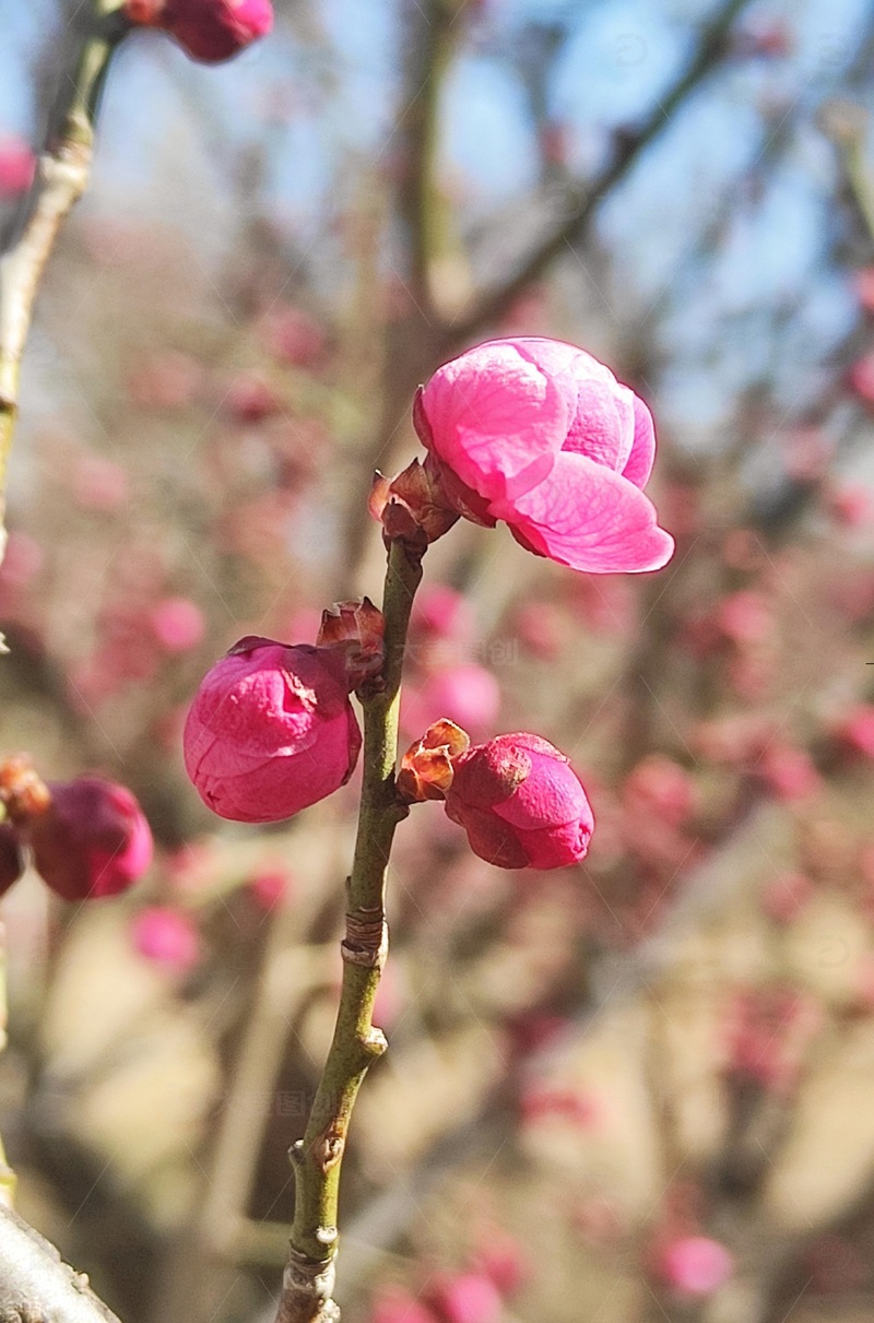 春天的梅花4