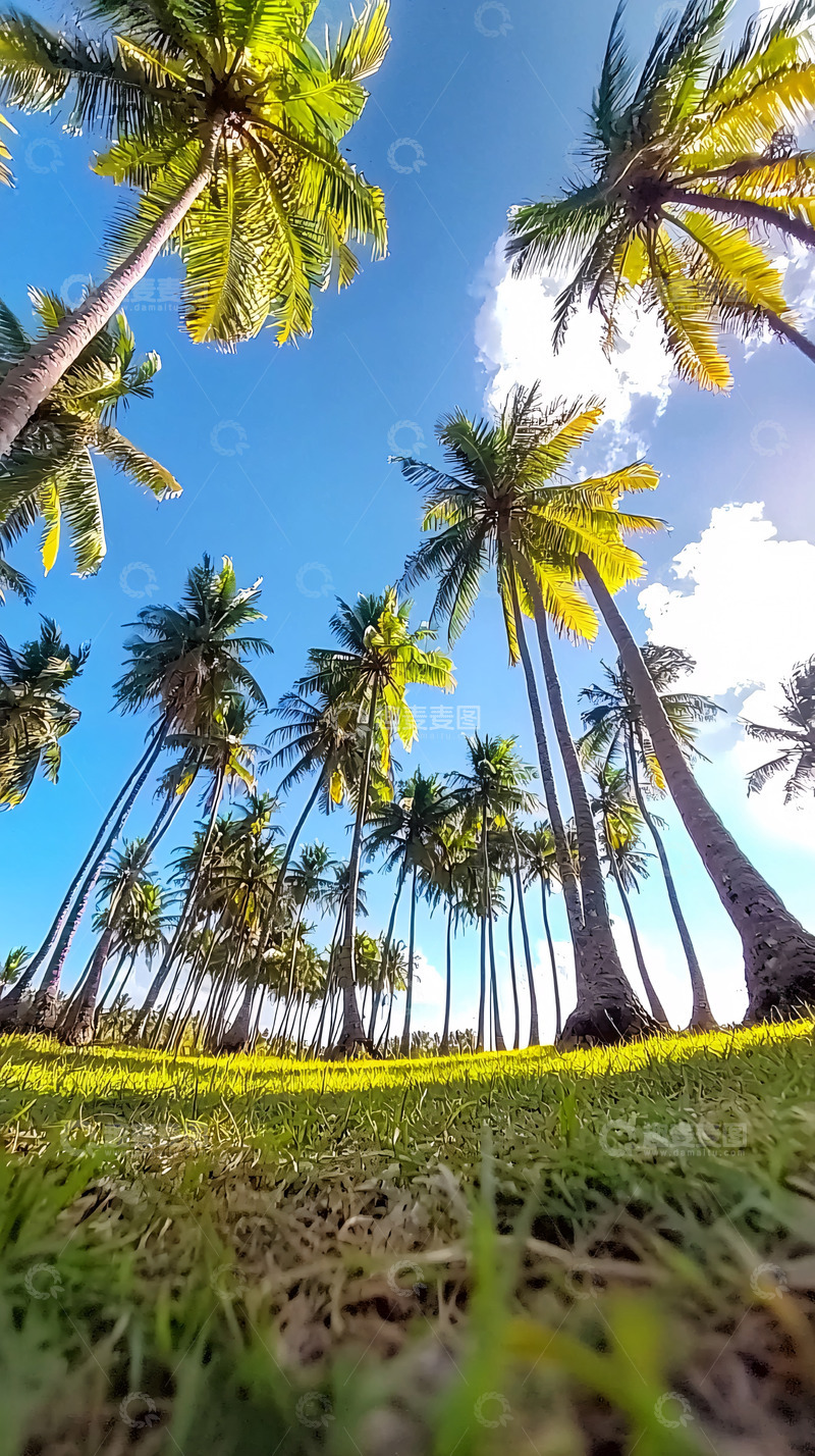 高清大图下载【趣麦麦图】低角度椰林蓝天绿草