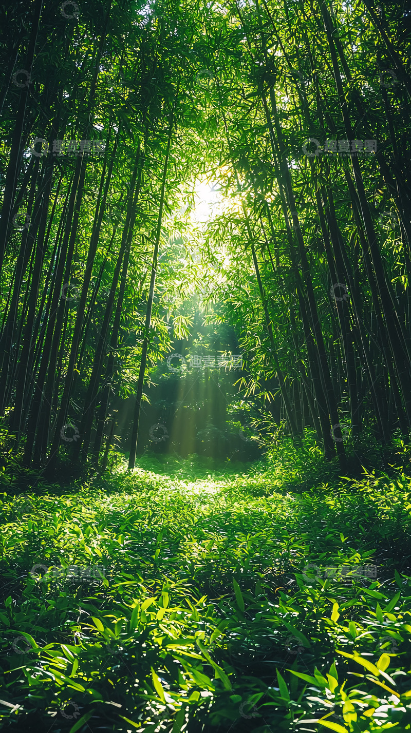 高清大图下载【趣麦麦图】阳光透过竹林