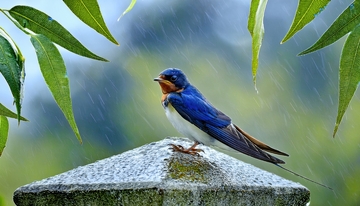 雨中石上的燕子与绿植