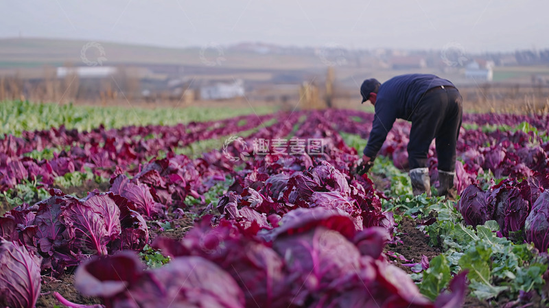 高清大图下载【趣麦麦图】农民收割紫色卷心菜