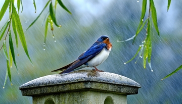 雨中栖息的燕子与柳枝