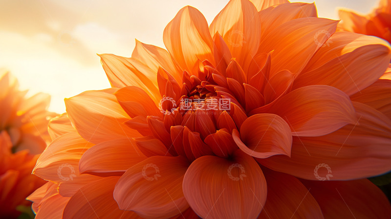 高清大图下载【趣麦麦图】日出时分的橙色大丽花