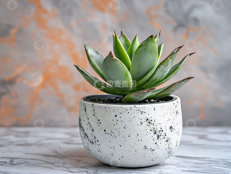 高清大图下载【趣麦麦图】多肉植物盆栽