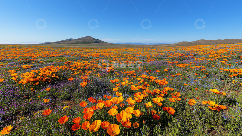 高清大图下载【趣麦麦图】橙色花海