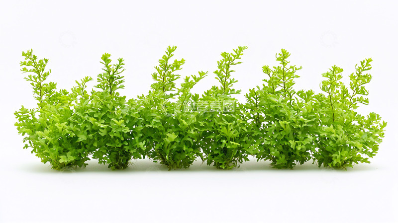 高清大图下载【趣麦麦图】绿色灌木丛