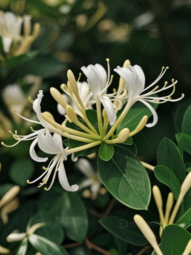 高清大图下载【趣麦麦图】春天摄影花朵开花花卉素材131