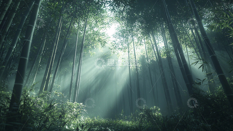 高清大图下载【趣麦麦图】绿意盎然的竹林