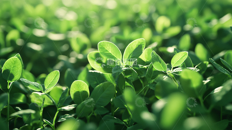 高清大图下载【趣麦麦图】阳光下绿油油的幼苗