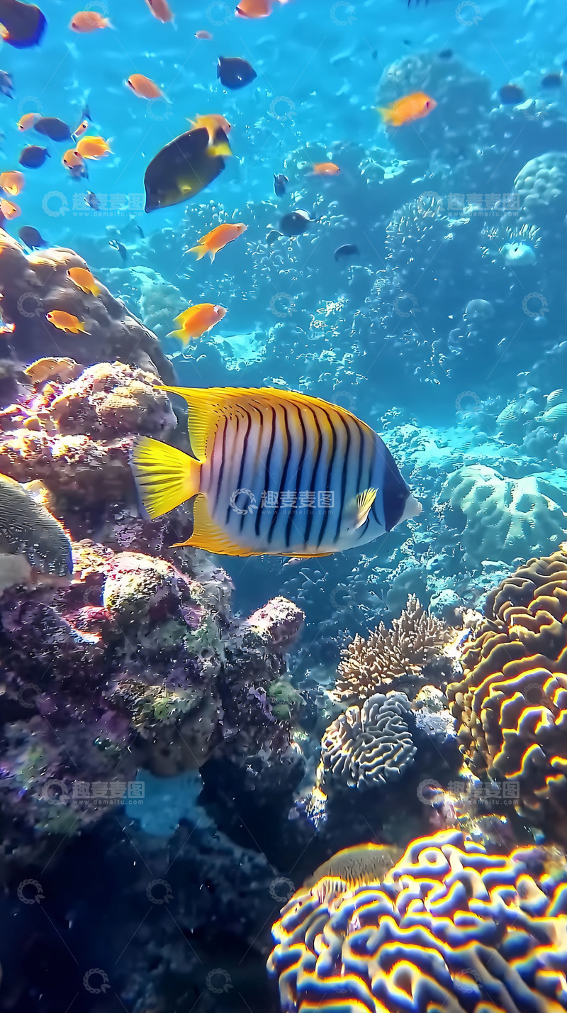 高清大图下载【趣麦麦图】热带珊瑚礁鱼类高清图片