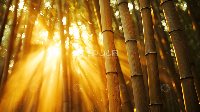 高清大图下载【趣麦麦图】阳光透过竹林