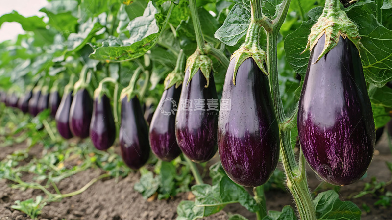 高清大图下载【趣麦麦图】茄子田园风光