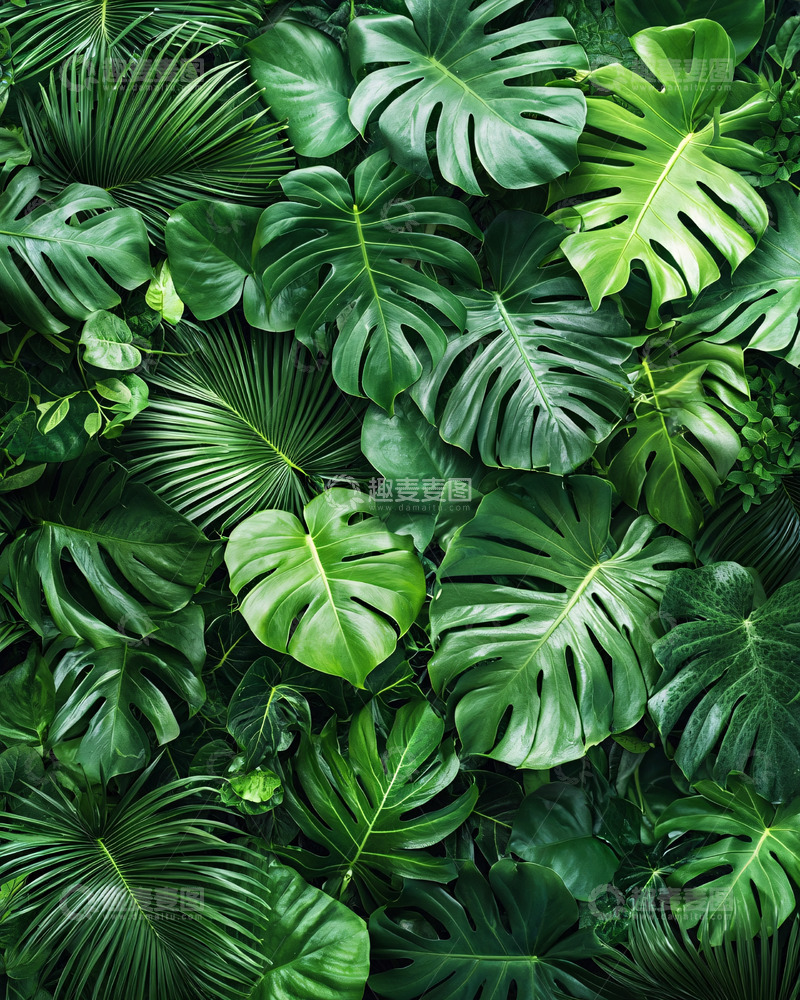 高清大图下载【趣麦麦图】热带雨林绿色植物背景
