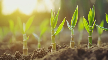 阳光下茁壮成长的小苗