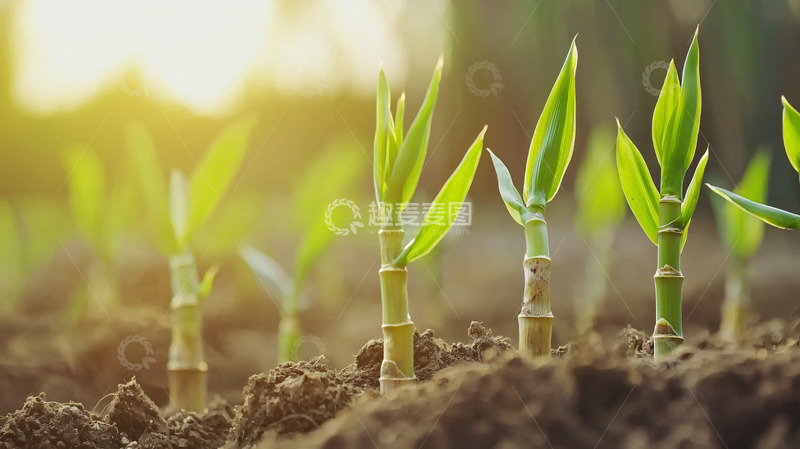 高清大图下载【趣麦麦图】阳光下茁壮成长的小苗