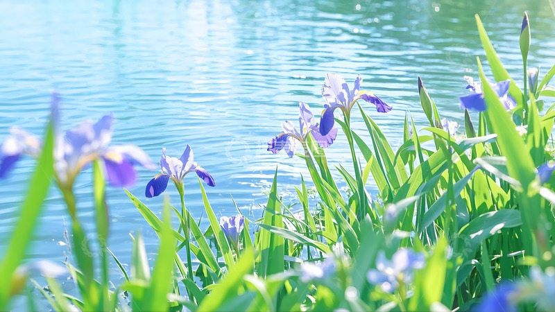 高清大图下载【趣麦麦图】春天清澈河水边上开的紫色鲜花1
