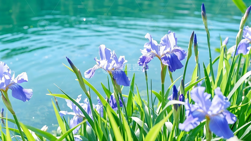高清大图下载【趣麦麦图】春天清澈河水边上开的紫色鲜花2