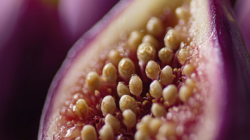 紫色无花果切面特写