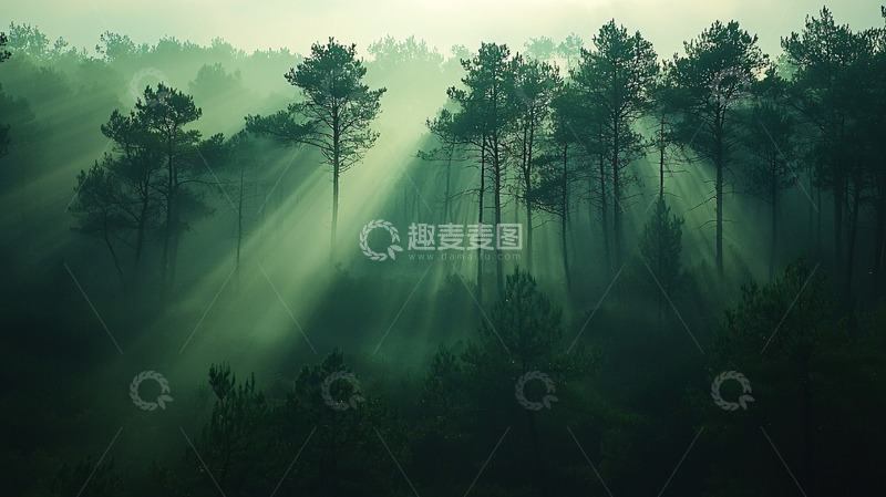 高清大图下载【趣麦麦图】雾气森林