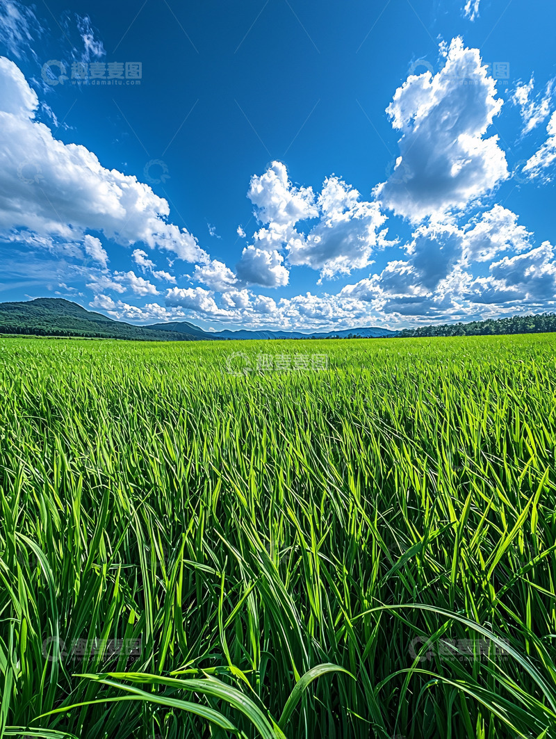 高清大图下载【趣麦麦图】蓝天白云下的绿油油稻田