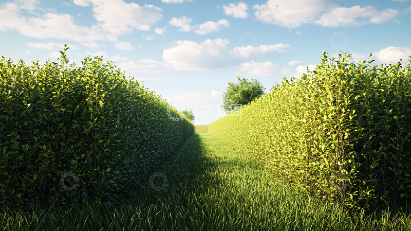 高清大图下载【趣麦麦图】绿色灌木丛田园小路