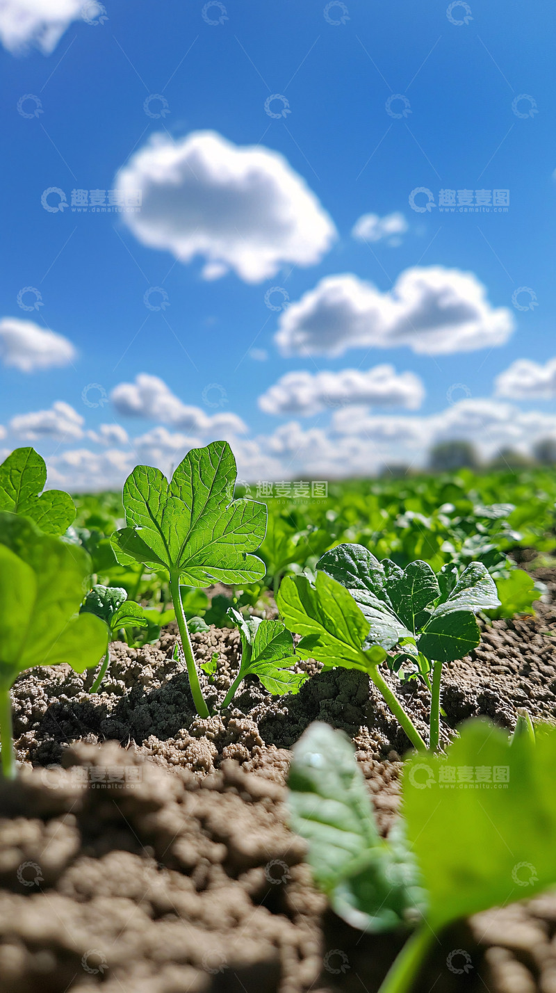 高清大图下载【趣麦麦图】阳光下翠绿的幼苗