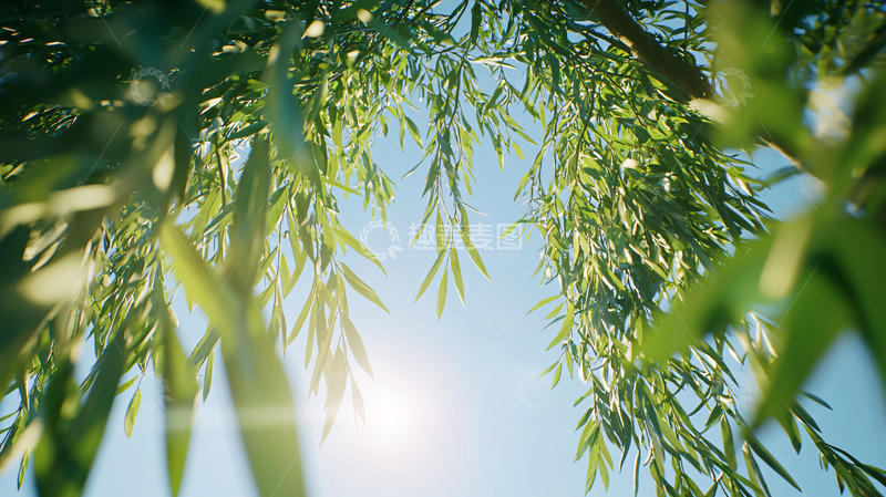高清大图下载【趣麦麦图】垂柳枝叶阳光透过树叶