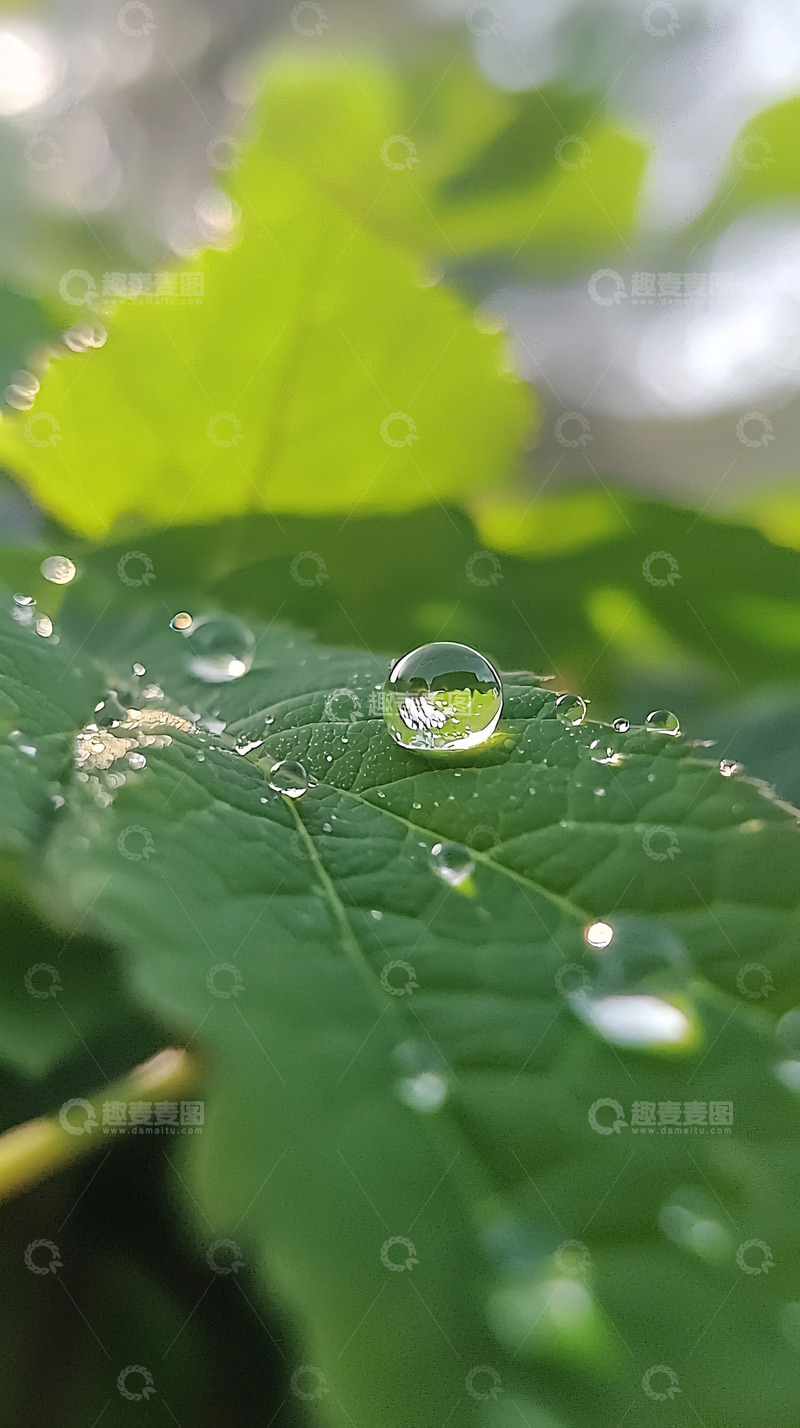 高清大图下载【趣麦麦图】叶片上的晶莹水珠