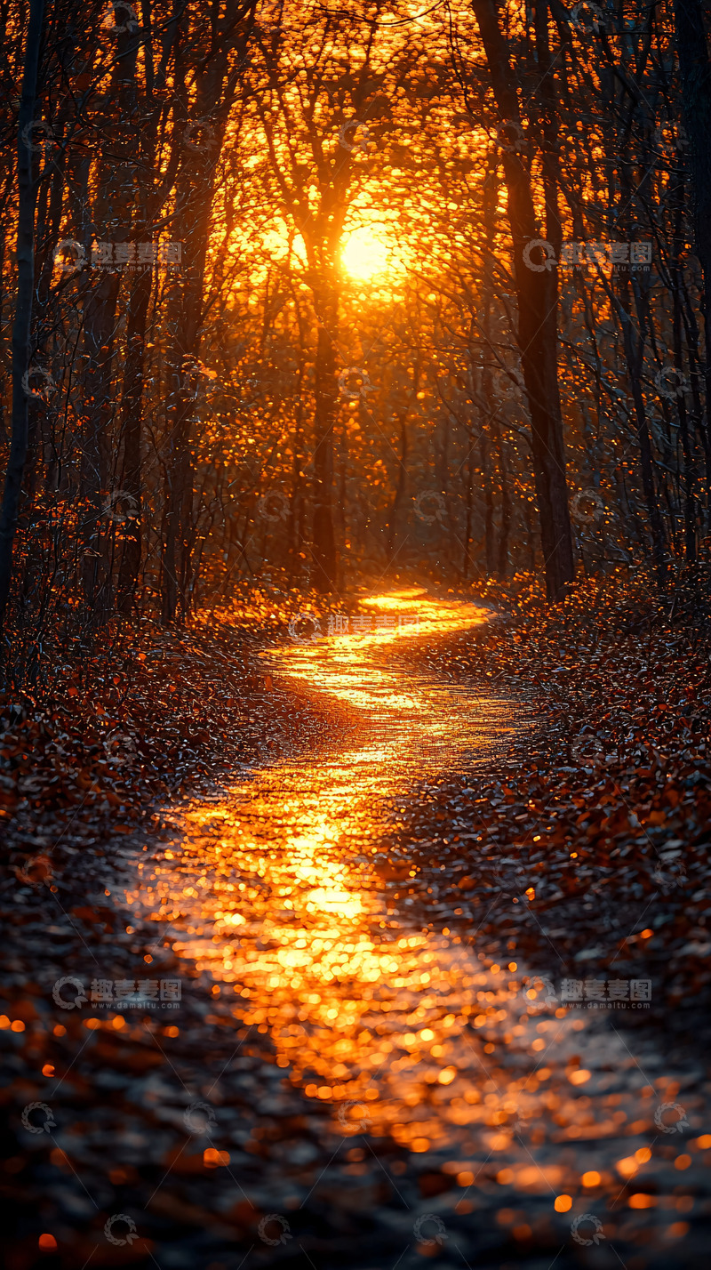 高清大图下载【趣麦麦图】森林小路落日余晖