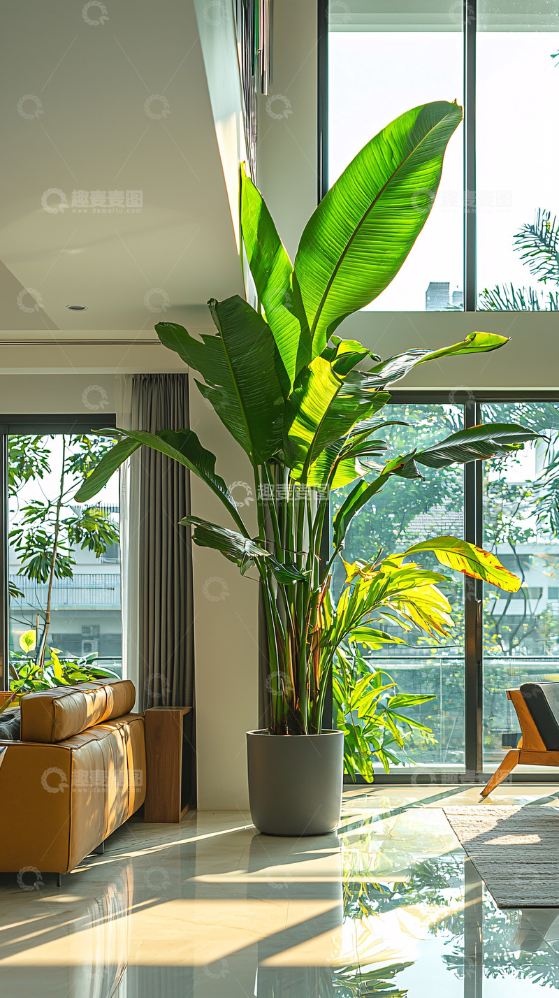 高清大图下载【趣麦麦图】现代家居绿植大株盆栽