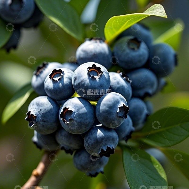 高清大图下载【趣麦麦图】树上成熟的有机蓝莓
